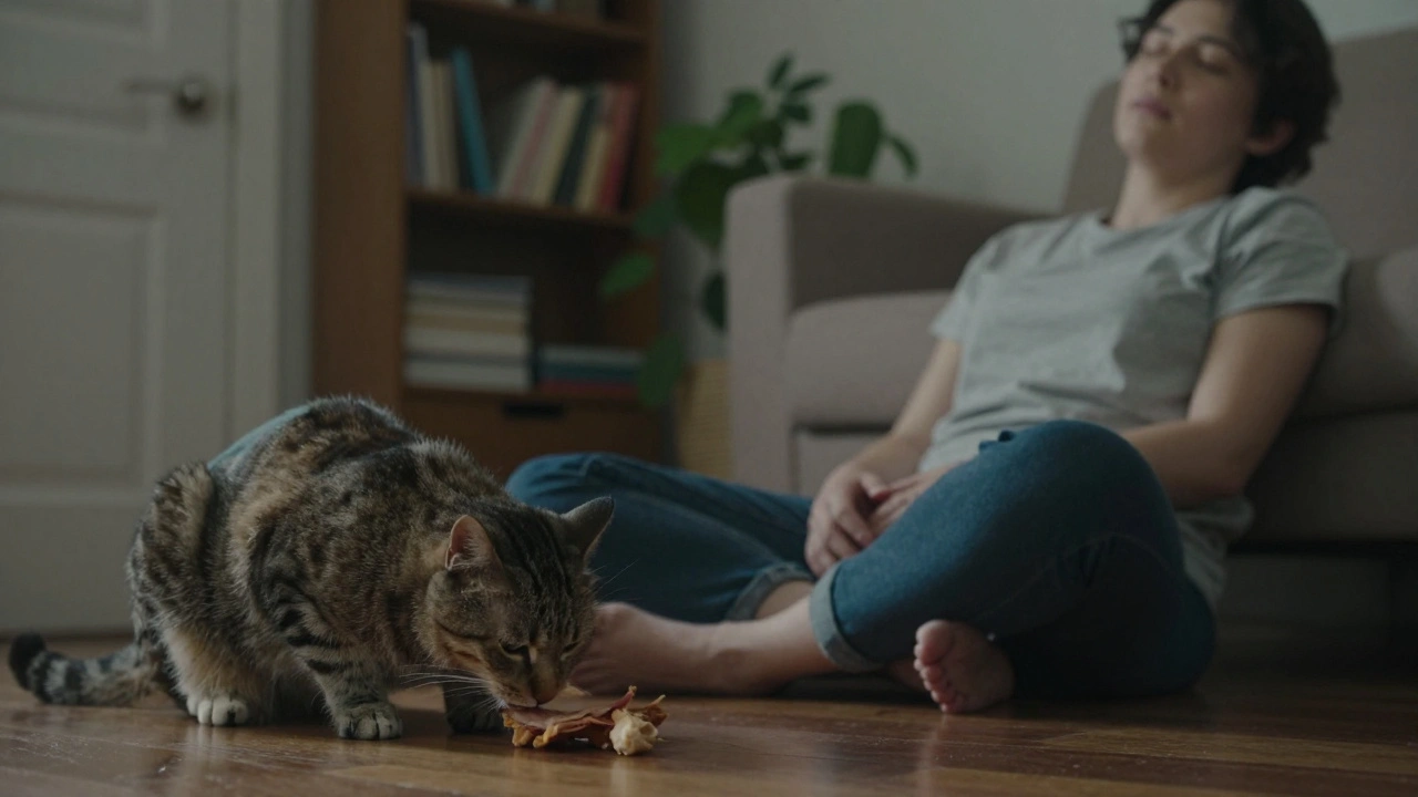 Кошка ест лакомство рядом с ногами человека, который спокоен и не двигается.